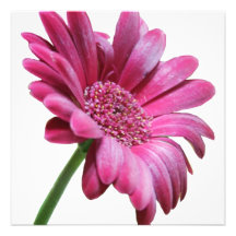 Pink Gerbera Daisy Invitation