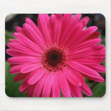 Pink Gerbera Daisy Mouse Pads