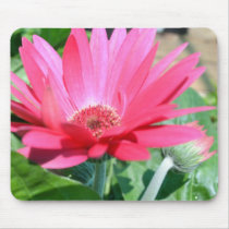 Pink Gerbera Daisy Mouse Pads
