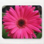 Pink Gerbera Daisy Mouse Pads