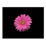 Pink Gerbera Daisy Postcard