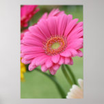 Pink Gerbera Daisy Poster Print