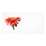 Pink Gerbera Daisy Side View Picture Card