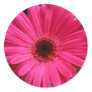 Pink Gerbera Daisy Stickers