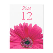 Pink Gerbera Daisy Table Number Card Postcards