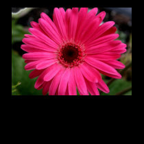 Pink Gerbera Daisy t-shirts