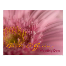 Pink Gerbera • Order of the Day Postcard
