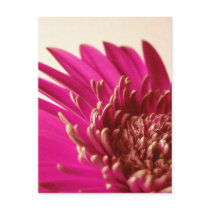 Pink Gerbera Postcard