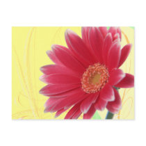 Pink Gerbera Postcard