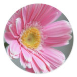 Pink Gerbera stickers
