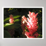 Pink Ginger No Maryann Tropical Poster Print