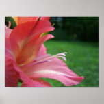 Pink Gladiola Poster 01