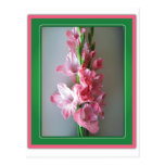Pink Gladiolus Post Card