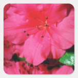 Pink Glistening stamens flowers Stickers