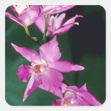 Pink Gouldiana (Laelia) flowers Stickers
