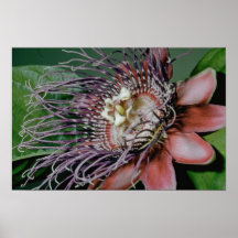 Pink Granadilla (Passiflora quadrangularis) flower Posters