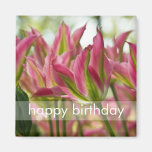 Pink & Green Variegated Tulips DSC0796 Fridge Magnet