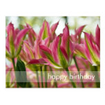Pink & Green Variegated Tulips DSC0796 Postcard