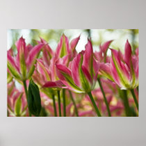 Pink & Green Variegated Tulips DSC0796