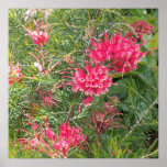 Pink Grevillea Flowers Print