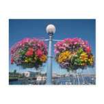 Pink Hanging flowers, Victoria flowers Postcard