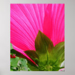 Pink Hibiscus Abstract Photo Poster