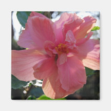 Pink Hibiscus Fridge Magnets