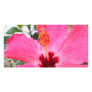 Pink Hibiscus Photo Card