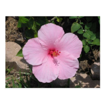 Pink Hibiscus Postcard