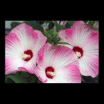 Pink Hibiscus posters
