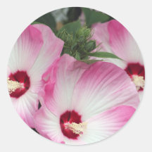 Pink Hibiscus Round Stickers