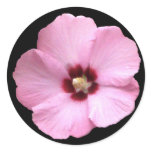 Pink Hibiscus Sticker