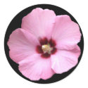 Pink Hibiscus Sticker