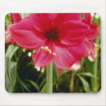 Pink Hippeastrum Cantata (Amaryllises) flowers Mousepad
