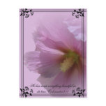 Pink Hollyhock Postcard