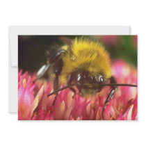 Pink Honeybee on a Burdock flower flowers Personalized Announcement