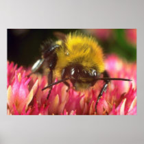 Pink Honeybee on a Burdock flower flowers Poster