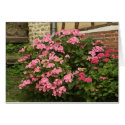 pink hortensia cards