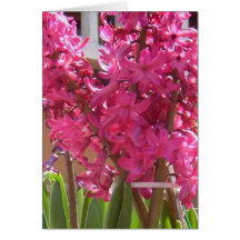 Pink Hyacinth Greeting Card