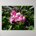 Pink Hyacinth Print