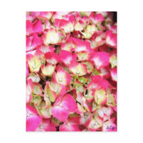Pink Hydrangea Bouquet Post Card