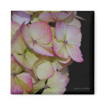 Pink Hydrangea Magnet