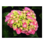 Pink Hydrangea Photography