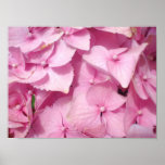 Pink Hydrangea poster