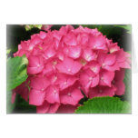 Pink Hydrangeas Card