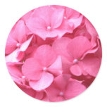 Pink Hydrangeas Round Sticker