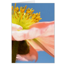 Pink Iceland Poppy and Sky Greeting Cards