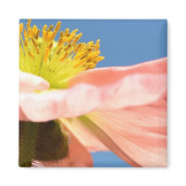 Pink Iceland Poppy and Sky Refrigerator Magnets