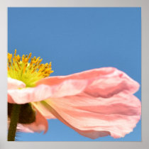 Pink Iceland Poppy and Sky Posters