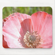Pink Iceland Poppy III Mousepads